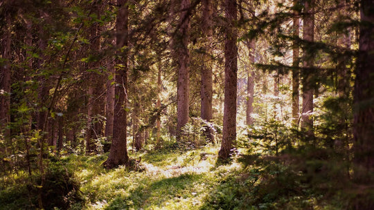 alberi monumentali dolomiti bellunesi