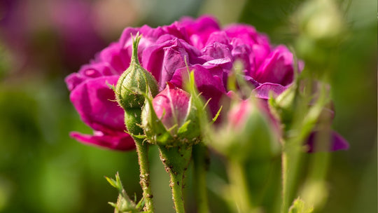 Che suono fa una rosa?
