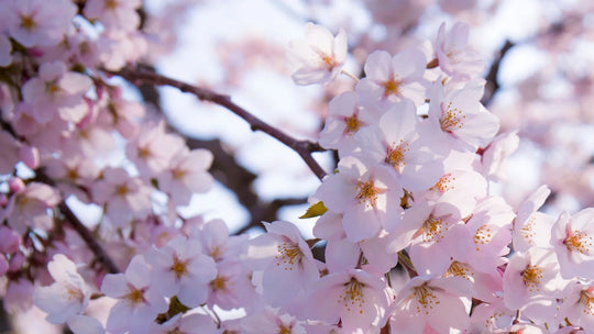 Il Wabi-Sabi e la bellezza nell’imperfezione