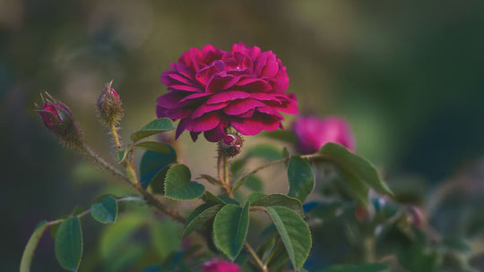 Coltura meristematica: come usare il potere antiage di una rosa rarissima senza toccare neanche un petalo
