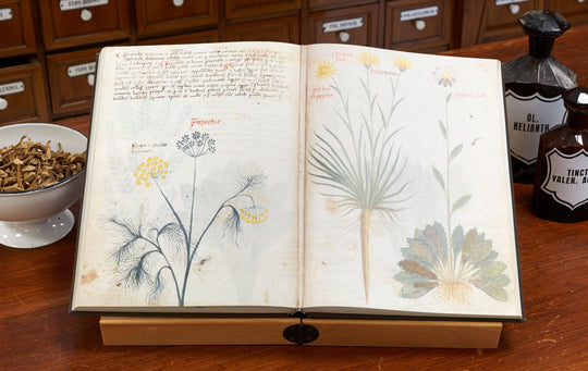 Erbari del Bellunese: storia, botanica e biodiversità nelle Dolomiti
