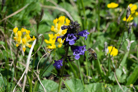 La biodiversità delle Dolomiti: un tesoro fragile da preservare