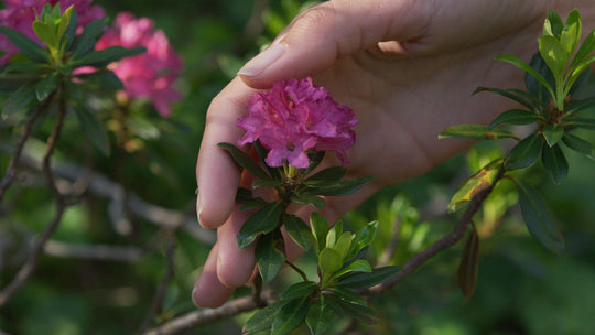 Il Rododendro Alpino, resilienza d’alta quota