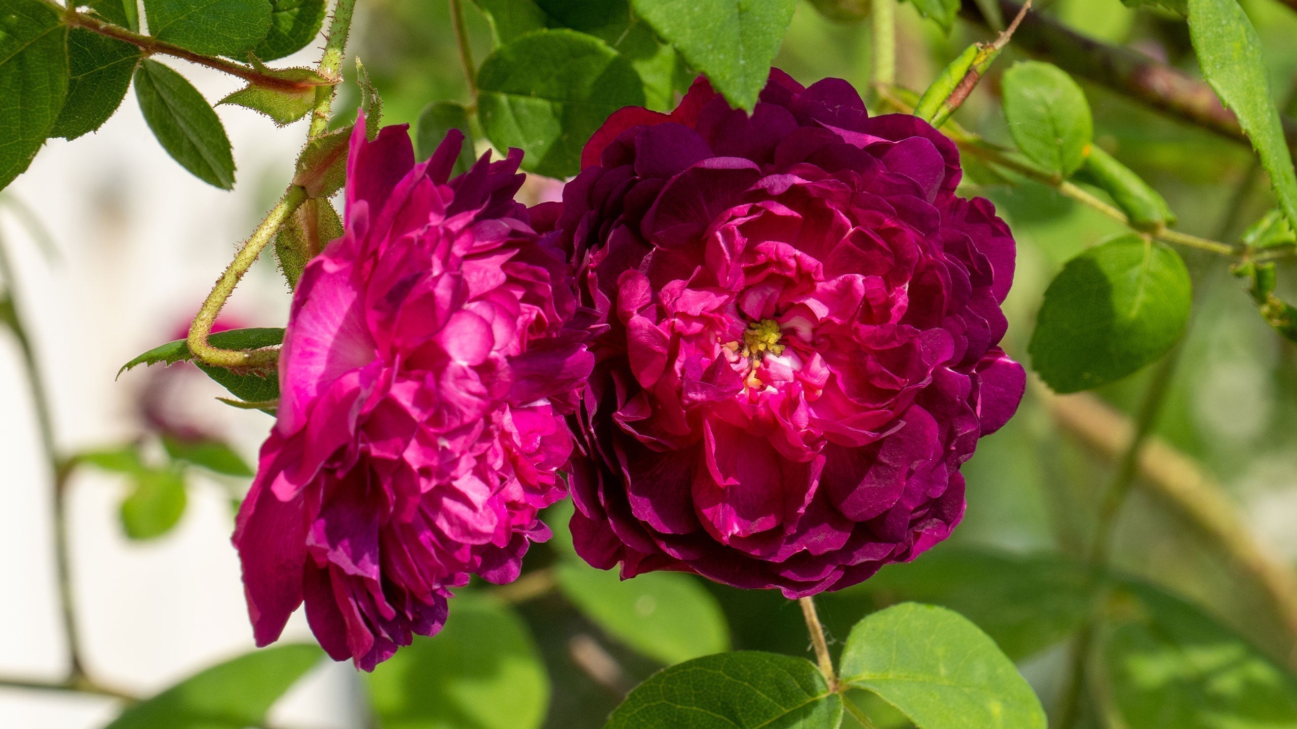 Rosa Prima, la storia di una rosa che c’è solo qui - Dolomia Magazine