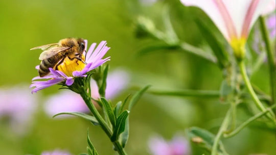 Salvare le api per salvare il Pianeta